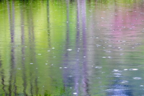 Washington State-Bainbridge Island Raindrop reflections in pond